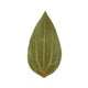 Cinnamon Leaf for Engraving (10pcs)